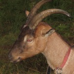 2012-08-31_19-50-11_leitertour